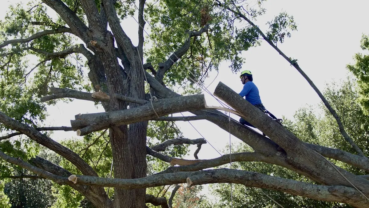 Professional Crown Thinning performed by certified arborists in Center Point